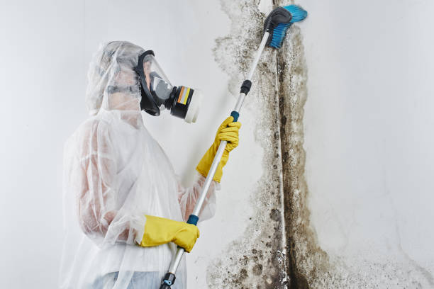 Best Mold Testing and Inspection Services in Green Valley, CA