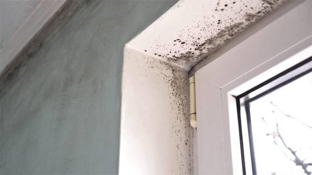 Best Preventive Mold Services in Green Valley, CA