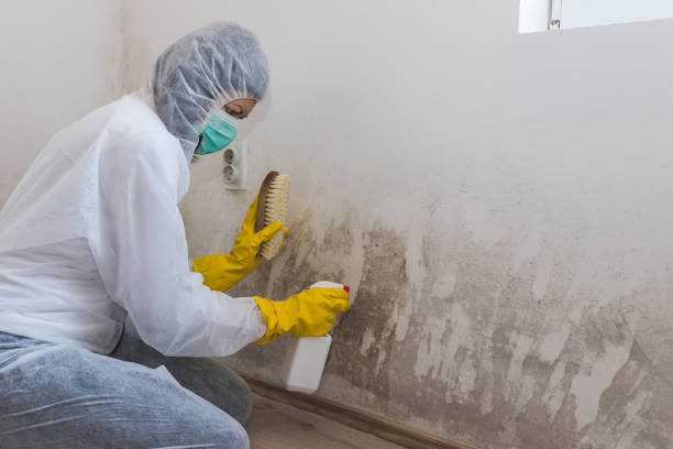 Best Commercial Mold Remediation in Green Valley, CA