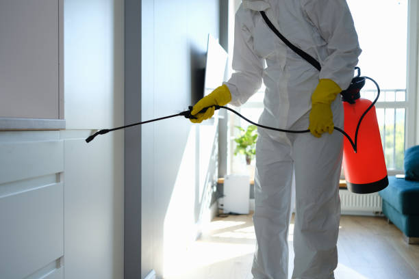 Best White Mold Remediation in Green Valley, CA