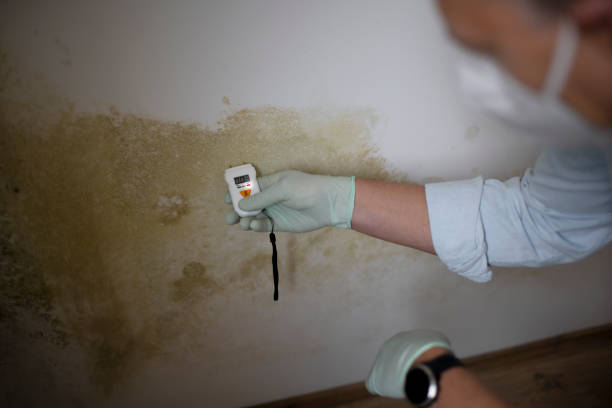 Professional Mold Remediation in Green Valley, CA