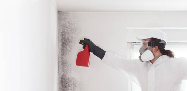 Best DIY Mold Remediation Support Services in Green Valley, CA