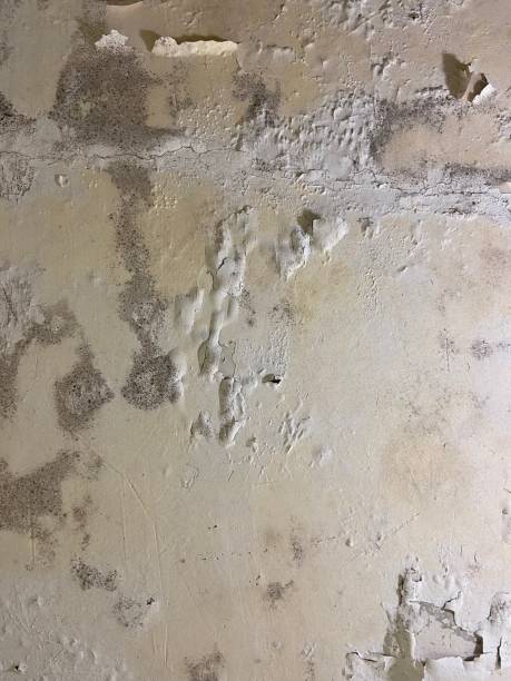 Best Residential Mold Remediation in Green Valley, CA
