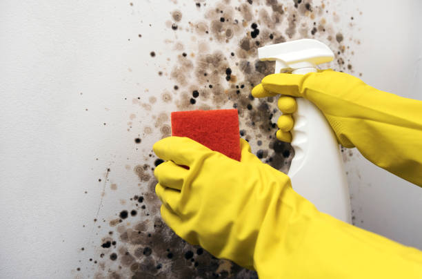 Best Post-Remediation Services in Green Valley, CA