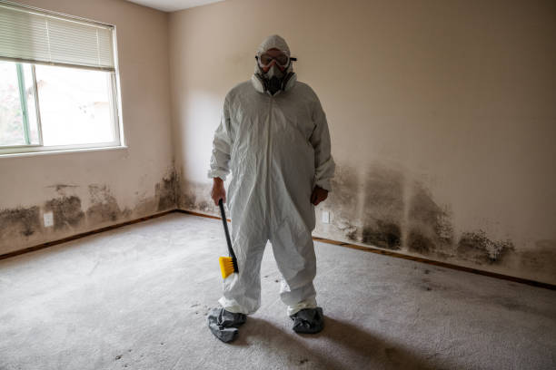 Best Post-Flood Mold Remediation in Green Valley, CA