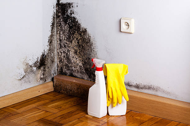 Best Black Mold Remediation in Green Valley, CA