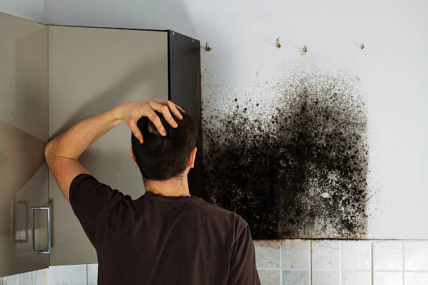 Best Emergency Mold Remediation in Green Valley, CA