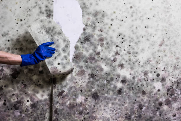 Best Attic Mold Remediation in Green Valley, CA
