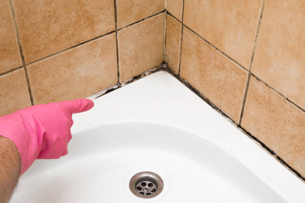 Best Industrial Mold Remediation in Green Valley, CA