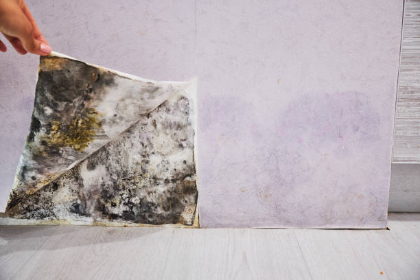 Best Kitchen Mold Remediation in Green Valley, CA
